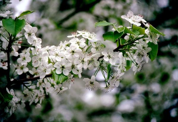 White blooms; Deciduous; Broadleaf