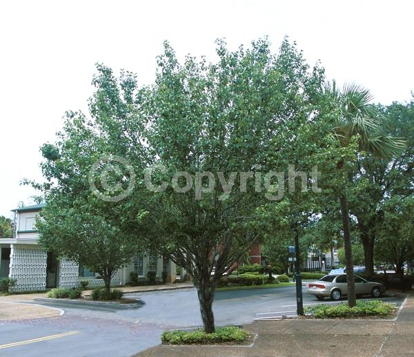 White blooms; Deciduous; Broadleaf
