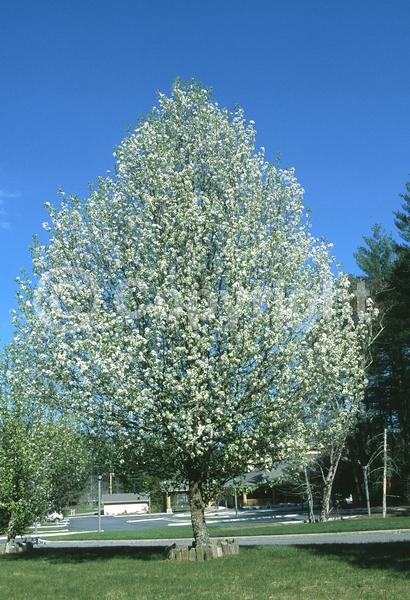 White blooms; Deciduous; Broadleaf