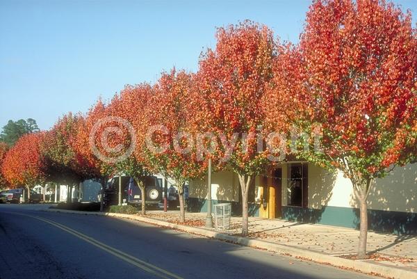 White blooms; Deciduous; Broadleaf