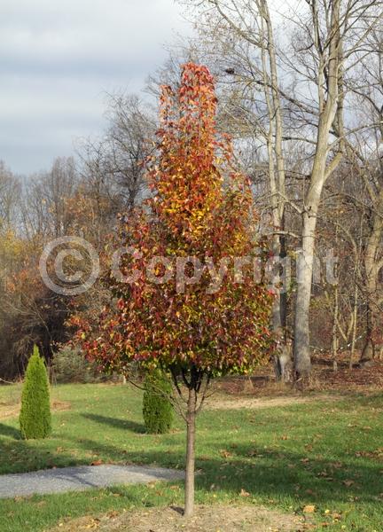 White blooms; Deciduous; Broadleaf