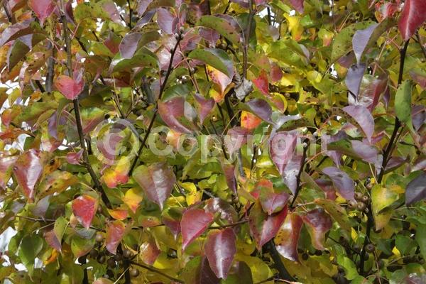 White blooms; Deciduous; Broadleaf