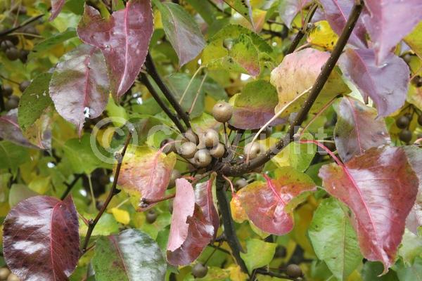 White blooms; Deciduous; Broadleaf