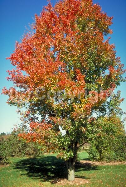 White blooms; Deciduous; Broadleaf