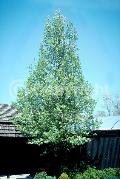 White blooms; Deciduous; Broadleaf