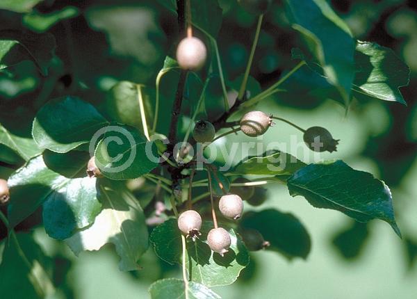 White blooms; Deciduous; Broadleaf