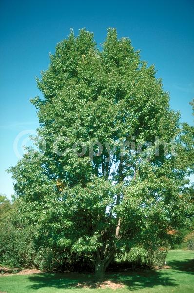 White blooms; Deciduous; Broadleaf