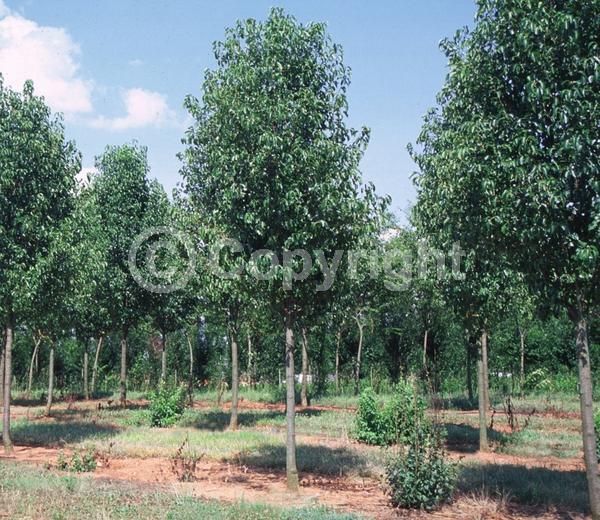White blooms; Deciduous; Broadleaf