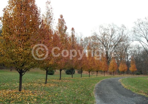 White blooms; Deciduous; Broadleaf
