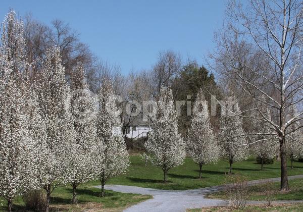 White blooms; Deciduous; Broadleaf