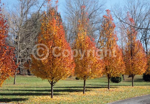 White blooms; Deciduous; Broadleaf
