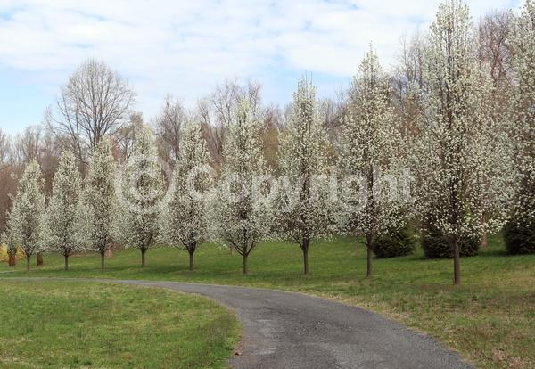 White blooms; Deciduous; Broadleaf