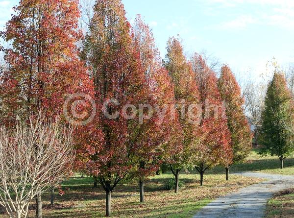 White blooms; Deciduous; Broadleaf