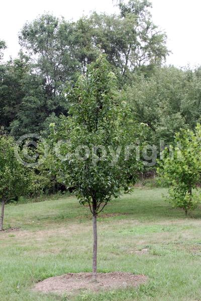 White blooms; Deciduous; Broadleaf
