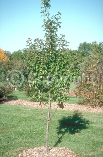 White blooms; Deciduous; Broadleaf