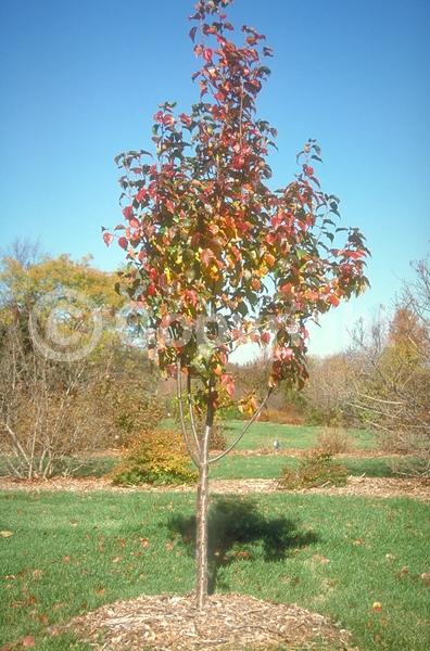 White blooms; Deciduous; Broadleaf