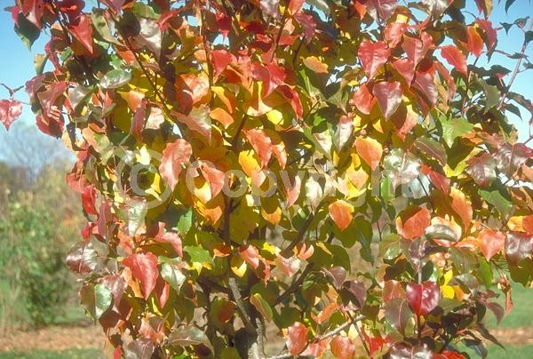 White blooms; Deciduous; Broadleaf