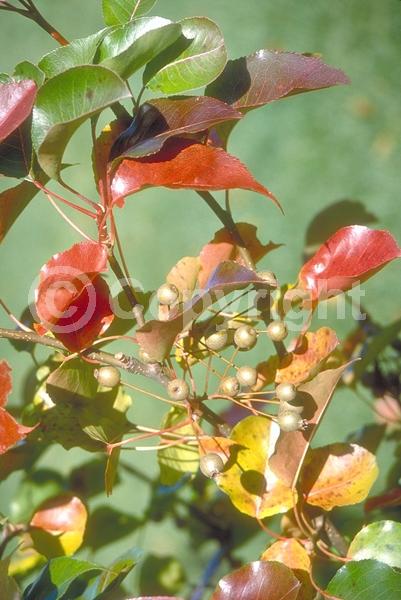 White blooms; Deciduous; Broadleaf