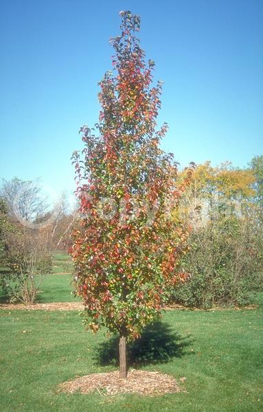 White blooms; Deciduous; Broadleaf