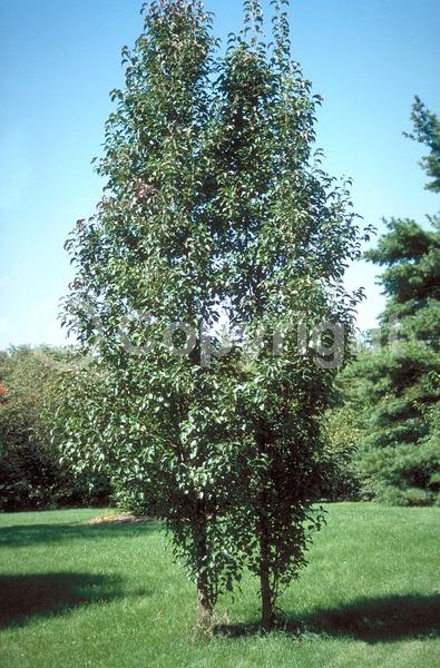 White blooms; Deciduous; Broadleaf