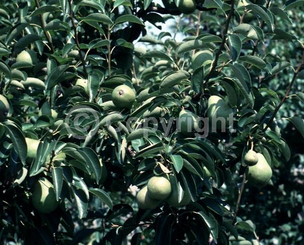 White blooms; Deciduous; Broadleaf