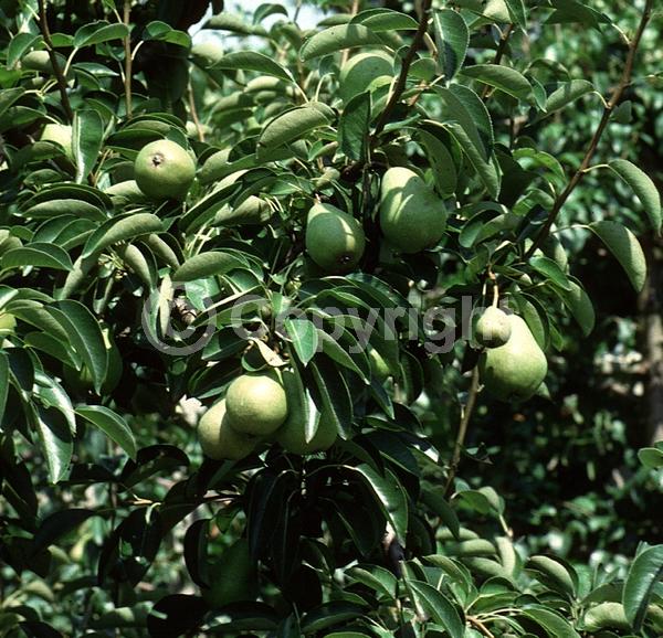 White blooms; Deciduous; Broadleaf