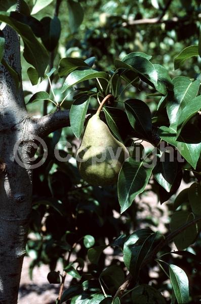 White blooms; Deciduous; Broadleaf