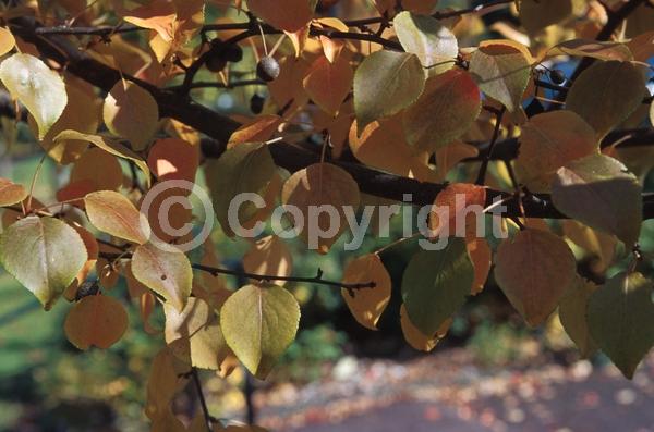 White blooms; Deciduous; Broadleaf