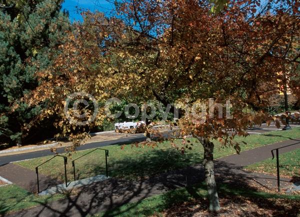 White blooms; Deciduous; Broadleaf
