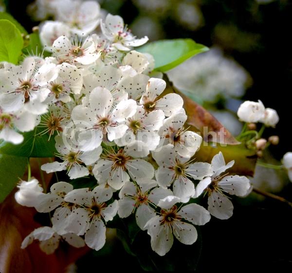 White blooms; Evergreen; Semi-evergreen