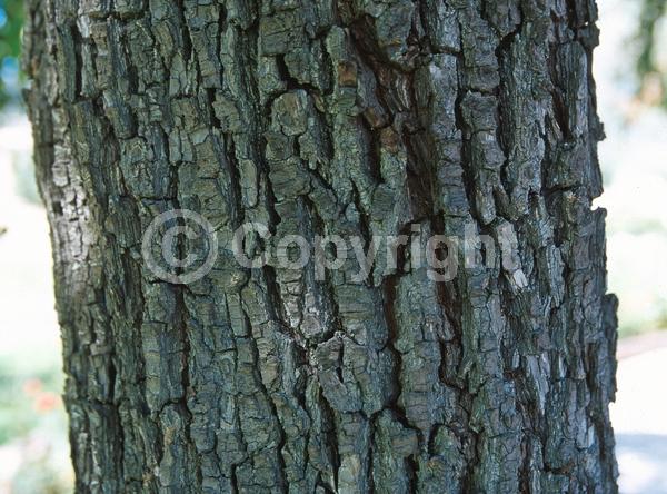 White blooms; Evergreen; Semi-evergreen