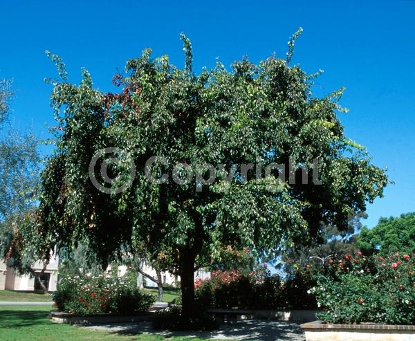 White blooms; Evergreen; Semi-evergreen