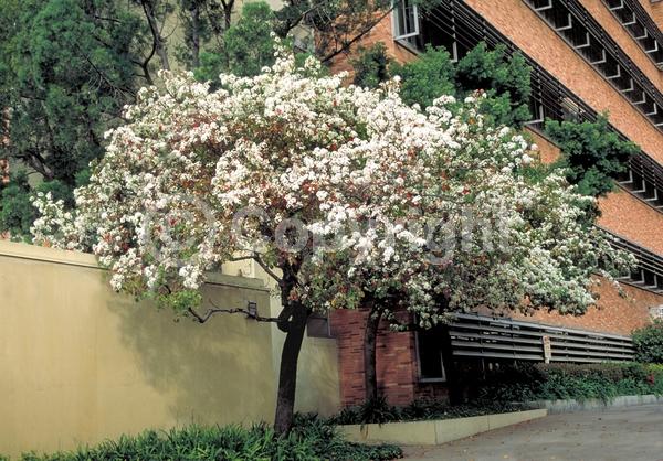 White blooms; Evergreen; Semi-evergreen