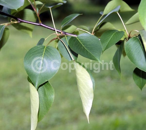 White blooms; Deciduous