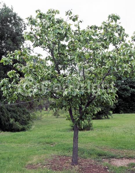 White blooms; Deciduous