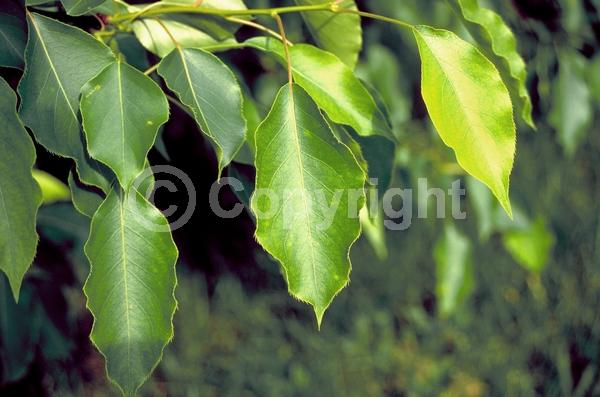 White blooms; Pink blooms; Deciduous; Broadleaf