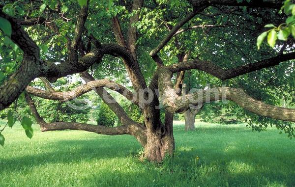 White blooms; Pink blooms; Deciduous; Broadleaf