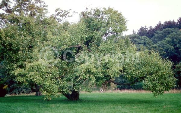 White blooms; Pink blooms; Deciduous; Broadleaf