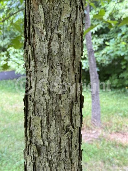 Brown blooms; Deciduous; Broadleaf; North American Native