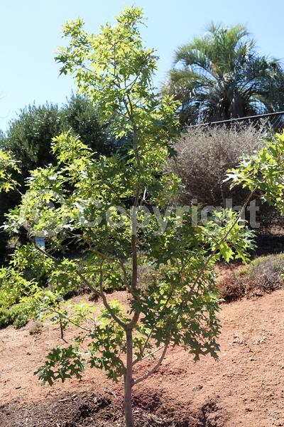 White blooms; Deciduous; North American Native