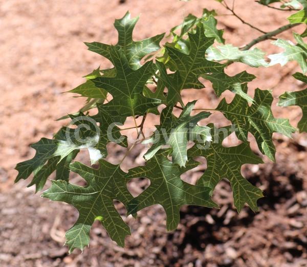 White blooms; Deciduous; North American Native