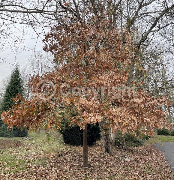 Brown blooms; Deciduous; Broadleaf; North American Native