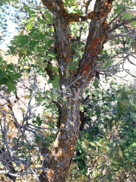 Yellow blooms; Deciduous; North American Native