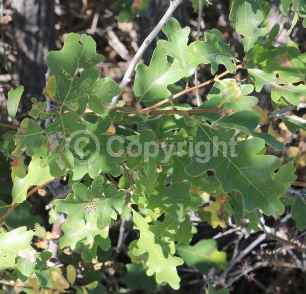 Yellow blooms; Deciduous; North American Native