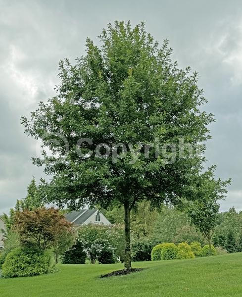 Brown blooms; Deciduous; Broadleaf; North American Native