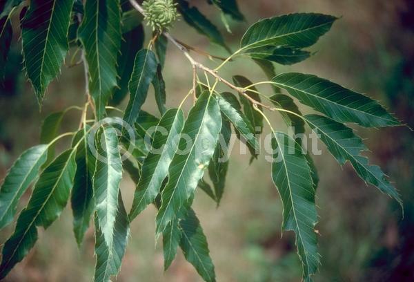 Yellow blooms; Brown blooms; Deciduous
