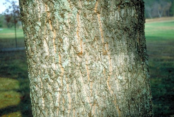 Yellow blooms; Brown blooms; Deciduous