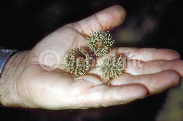 Yellow blooms; Brown blooms; Deciduous