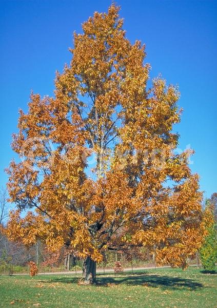 Yellow blooms; Brown blooms; Deciduous