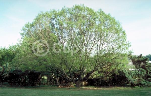 Yellow blooms; Brown blooms; Deciduous